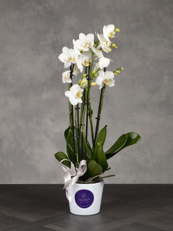 White Orchid