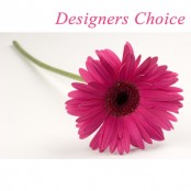 D2F Standard Product 56