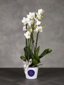 White Orchid