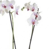 White Tiger Orchid