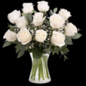 12 x white roses in a vase