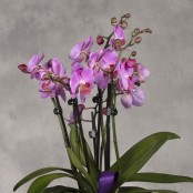 Purple Orchid